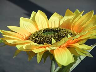 A picture of a sunflower raising its head