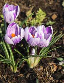 4 Crocus flowers in the sun taken Palace Gate Odiham 28 3 13 Bo N