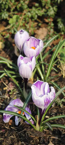 Crocus flowering outside entrance to Palace Gate Odiham 28313