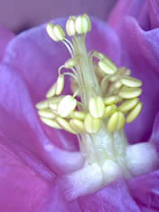 Aquilegia flower just opened Bo Nightingale