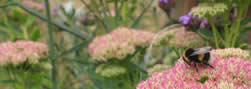Bee on Sedum