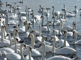 Adult swans at feeding time at Abbotsbury Swannery, Dorset