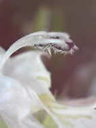 Dead Nettle filament and anthers Bo Nightingale 2013