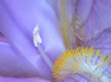 Iris. A bumble bee has visited this flower and the pollen has been released.