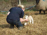 Newlyn's Farm lambing white lamb and newly arrived sibling