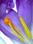 Micro Image of pollinating structures of a Crocus.  Copyright Bo Nightingale March 2013