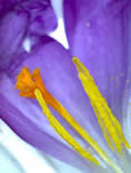 Micro Image of pollinating structures of a Crocus. Copyright Bo Nightingale March 2013