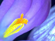 Micro Image of Crocus Stamen and Stigma Copyright Bo Nightingale March 2013