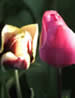 Nicola Bailey Gibson  Gardening MicroRead