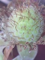 Raspberry flower fully pollinated and green fruit plumping up. BoNImages