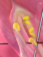 Snap Dragon – Antirrhinum. Sewing pins separate the pistil from the stamen BoNImages 22613