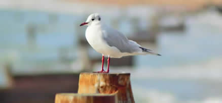 Gull posing on breakwater Hayling Island 31 Oct 2016