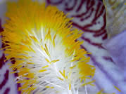 Iris Irisistible to some bees!